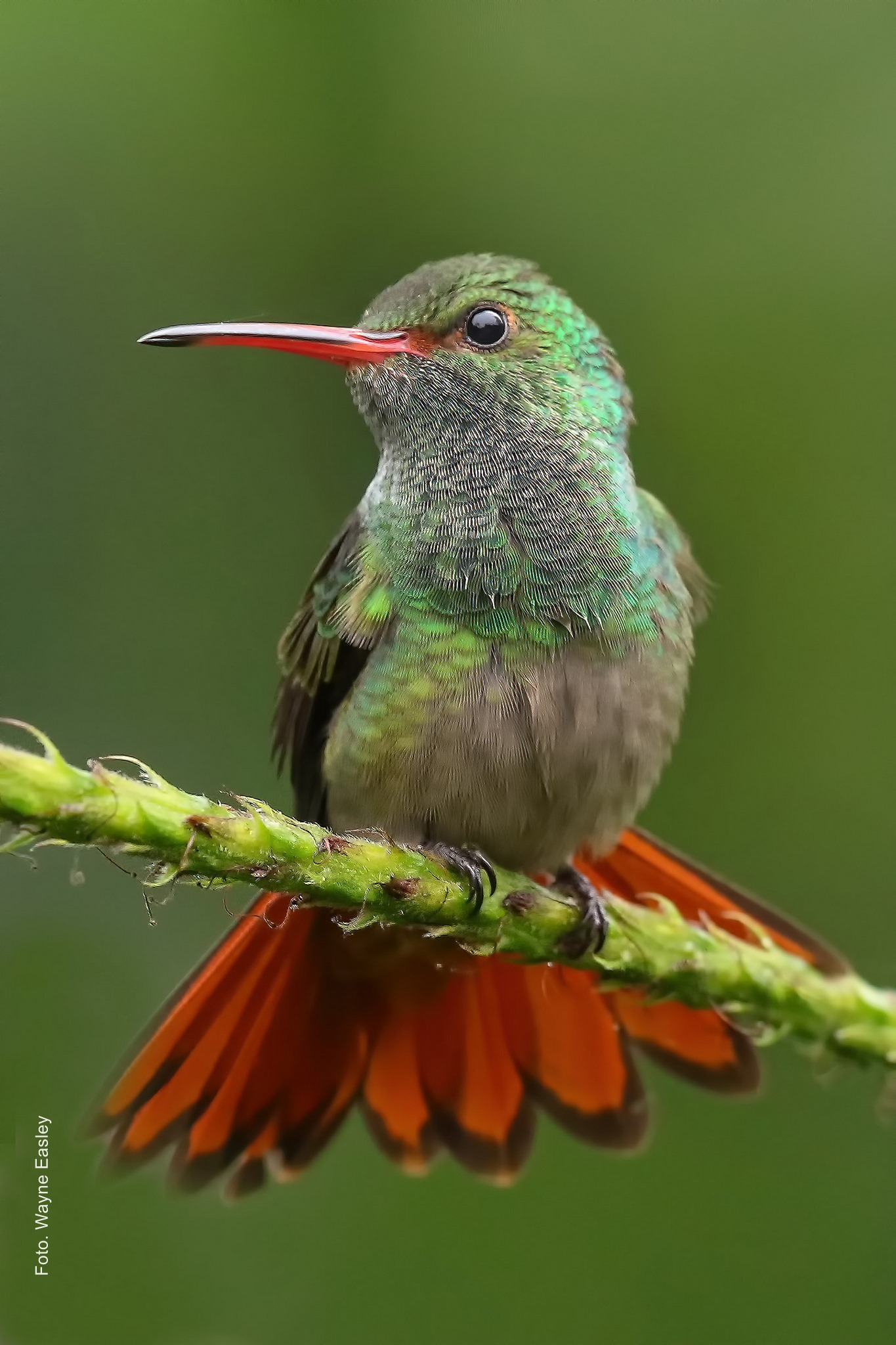 Luzmilita -hummingbird rufous-tailed (Wayne Easley)
