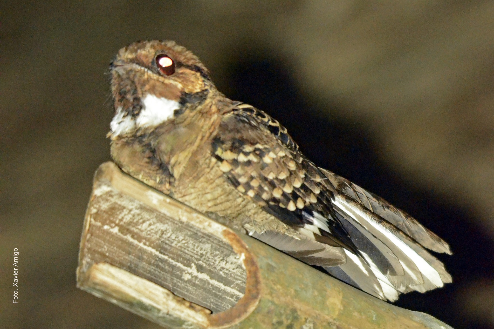 Punto Ornitológico - Paz de las Aves -Pauraque (Xavier Amigo)