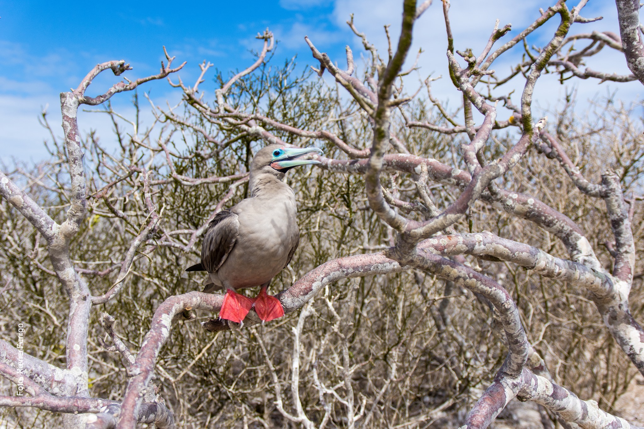 Galapagos-Genovesa-Fou-a-pieds-rouges-Sula-sula-Red-footed-booby