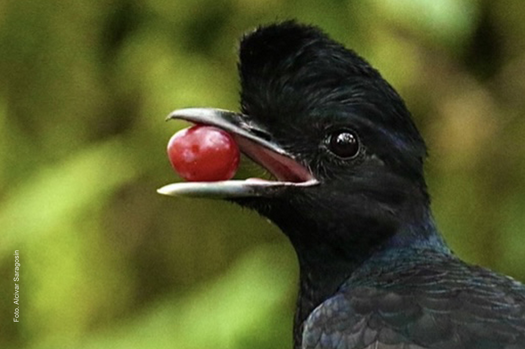 Sachatamia -Long-wattled Umbrellabird (Alcivar Saragosin)