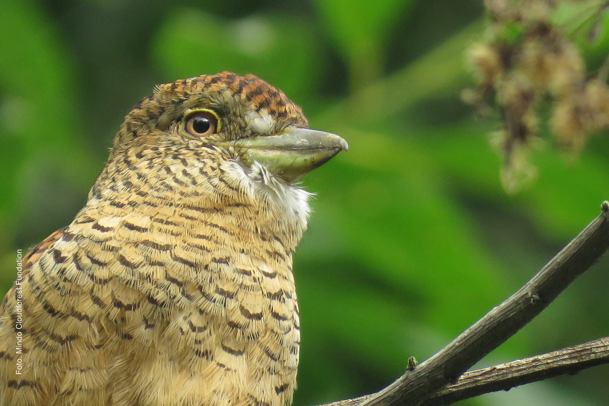 Silanche - Barred Puffbird (Mindo Cloudforest Fundation)