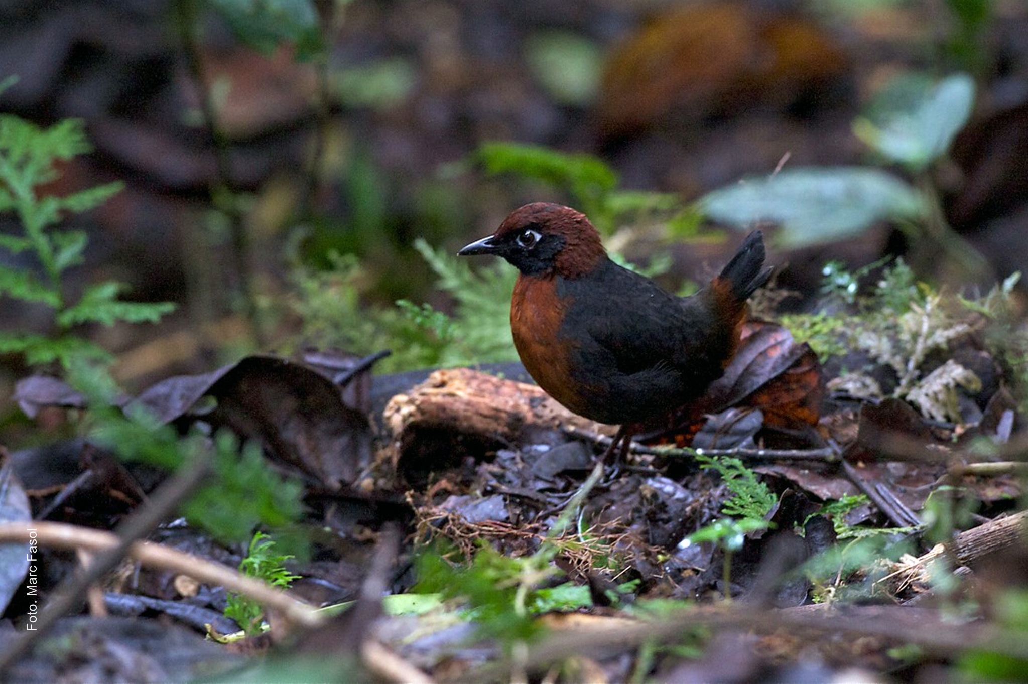 Tandayapa Bird Lodge - Rufous-breasted Anttrush (Marc Fasol)
